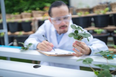 agriculture scientist working to research a green vegetable plant in a field of biology laboratory