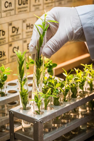 Pharmaceutical laboratory during study growing plants